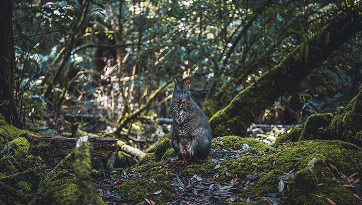 west coast tasmania road trip